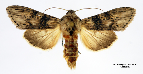Absintkapuschongfly Cucullia absinthii