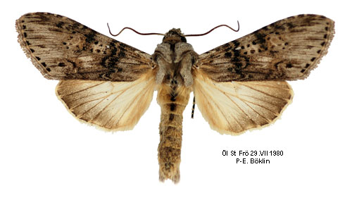 Absintkapuschongfly Cucullia absinthii