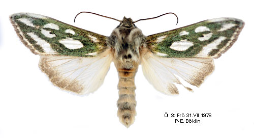 Silverfläckat kapuschongfly Cucullia argentea