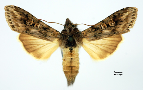 Malrtskapuschongfly Cucullia artemisiae
