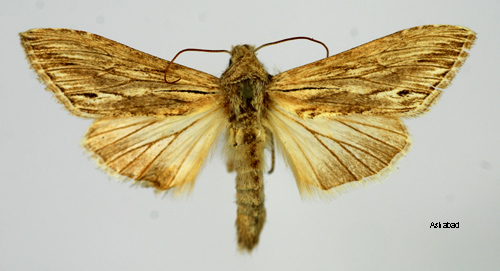 Stäppkapuschongfly Cucullia boryphora
