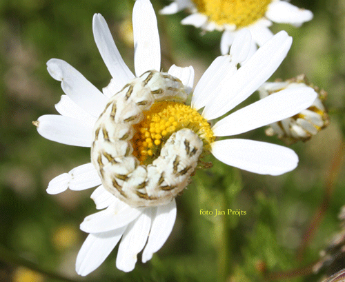 Kamomillkapuschongfly Cucullia chamomillae