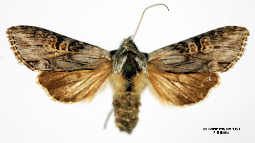 Gullriskapuschongfly Cucullia gnaphalii
