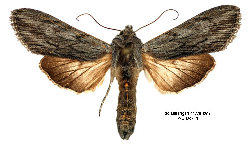 Blågrått kapuchongfly Cucullia lactucae