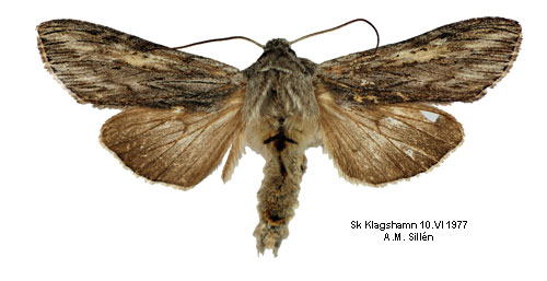 Ljusgrått kapuschongfly Cucullia praecana