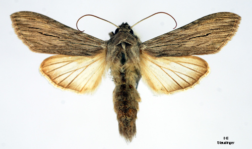 Renfanekapuschongfly Cucullia tanaceti