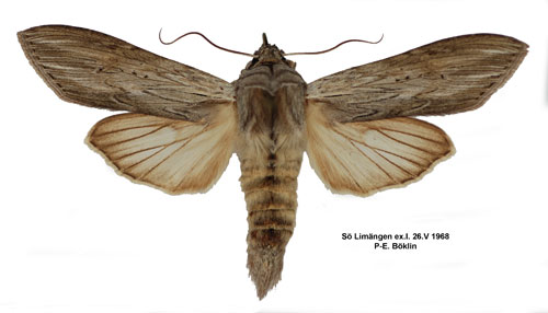 Skuggkapuschongfly Cucullia umbratica