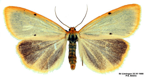 Vit borstspinnare Cybosia mesomella