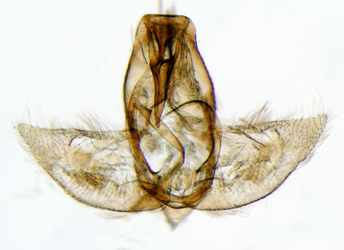 Silverfläckpraktmal Denisia stroemella