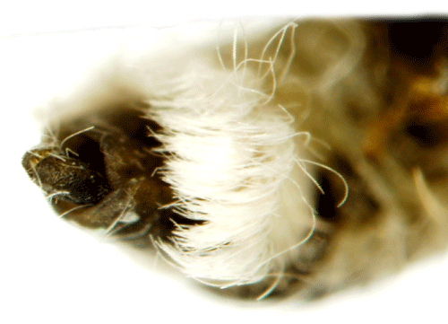 Jungfrusäckspinnare Dahlica lichenella