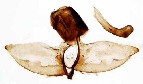 Videvårmal Dasystroma salicellus