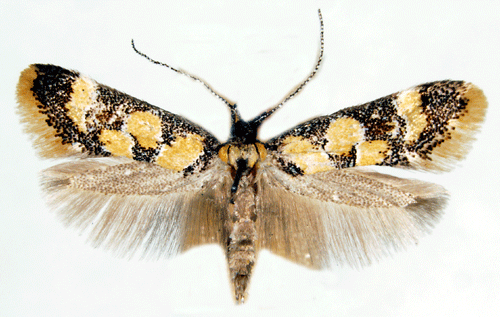 Guldfl�ckpraktmal Decantha borkhausenii