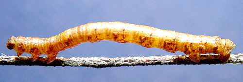 Barrskogslavm�tare Deileptenia ribeata