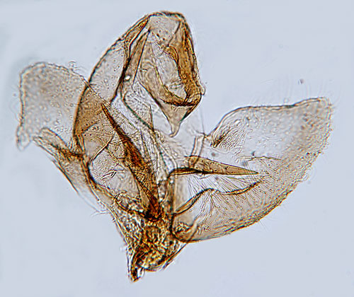 Vitfläckig praktmal Denisia albimaculea