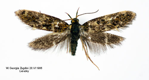 Parkpraktmal Denisia luticiliella