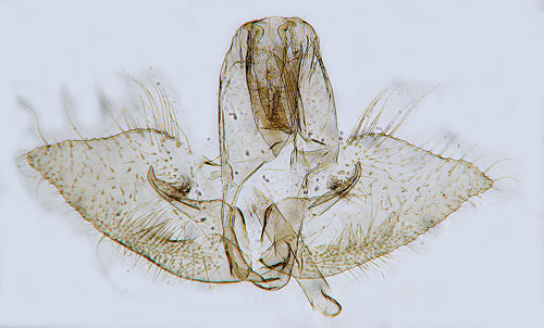 Klargul barrskogspraktmal Denisia similella