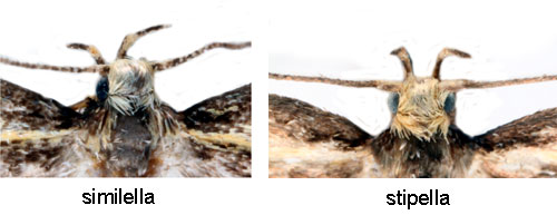 Klargul barrskogspraktmal Denisia similella