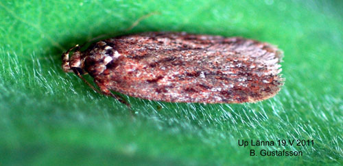 Ljuspunkterad röllikaplattmal Depressaria olerella