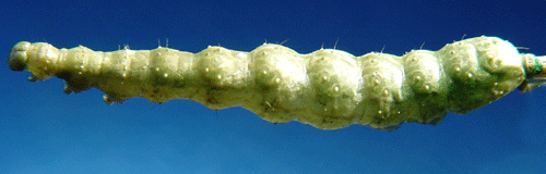 Gr�ngl�nsande metallfly Diachrysia chrysitis