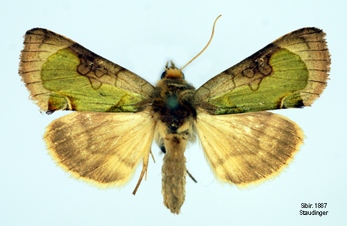 Guldgrönt metallfly Diachrysia zosimi