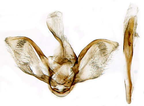 Bokstavsmott Diasemia reticularis