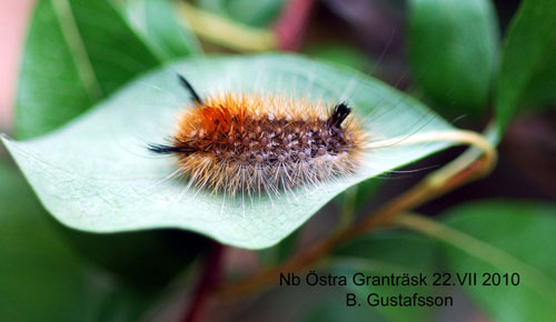 Askgr� harfotspinnare Dicallomera fascelina