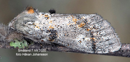 Askgrå harfotspinnare Dicallomera fascelina