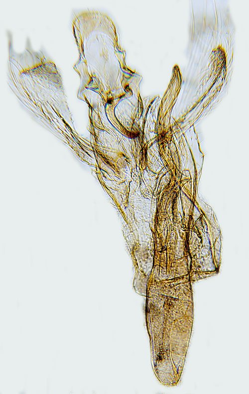 Granblomknoppmal Dichomeris latipennella