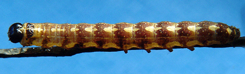 Kretsfly Dicycla oo