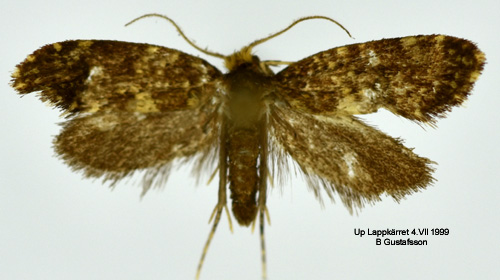 Dubbelsäckspinnare Diplodoma laichartingella