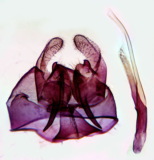 Dubbelsäckspinnare Diplodoma laichartingella