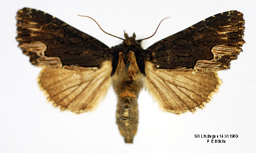 Pilörtsfly Dypterygia scabriuscula