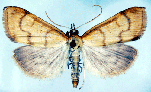 Guldgult krisslemott Ebulea crocealis