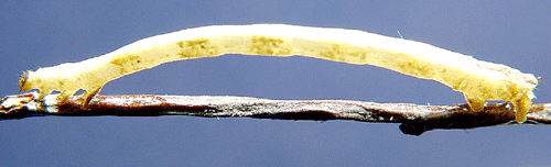 Gr�ryggig f�ltm�tare Ecliptopera silaceata