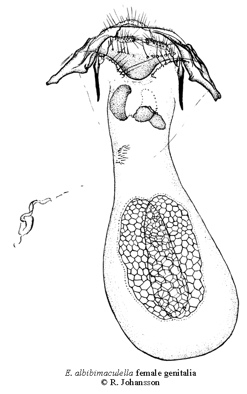Mjlondvrgmal Ectoedemia albibimaculella