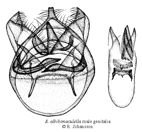 Mjlondvrgmal Ectoedemia albibimaculella