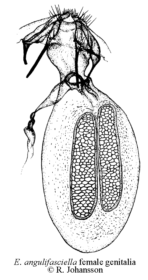 Bgbandad nypondvrgmal Ectoedemia angulifasciella