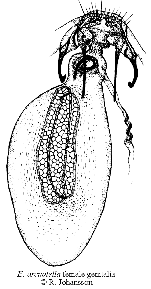 Smultrondvrgmal Ectoedemia arcuatella