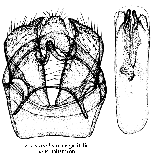 Smultrondvrgmal Ectoedemia arcuatella