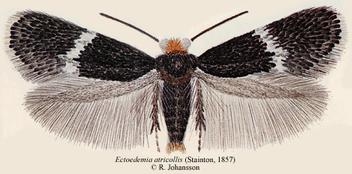 Munkdvärgmal Ectoedemia atricollis
