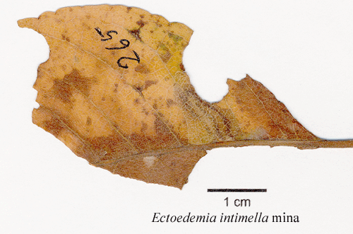 Signaldv�rgmal Ectoedemia intimella