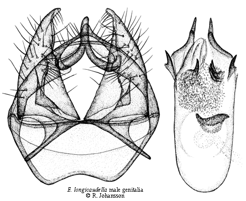 Svartryggsdvrgmal Ectoedemia longicaudella