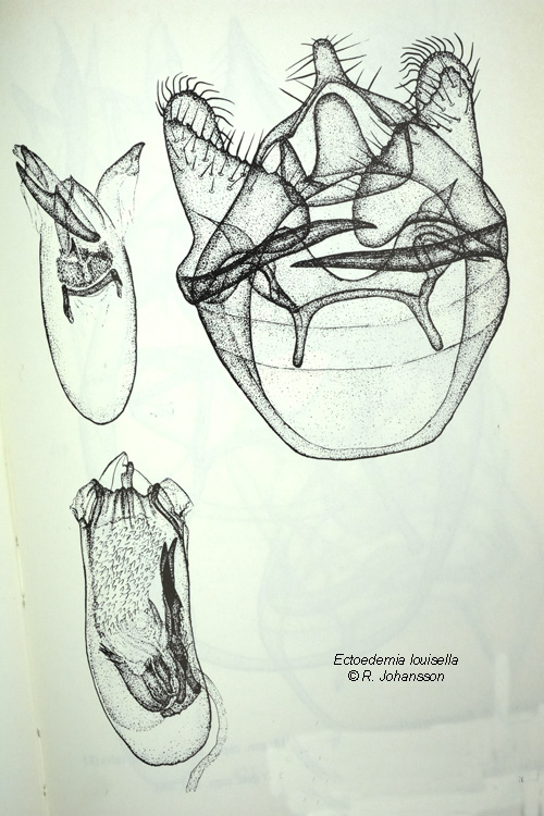 Naverlnnsdvrgmal Ectoedemia louisella