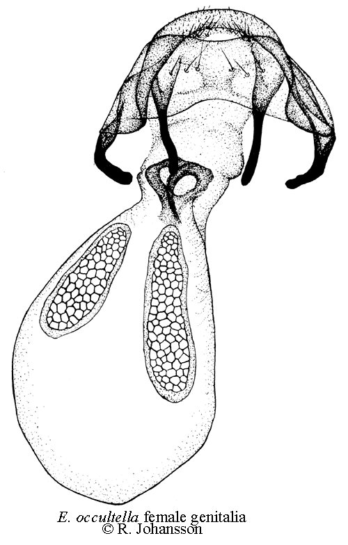 Vrtbjrksdvrgmal Ectoedemia occultella