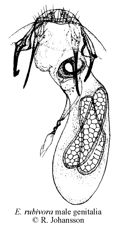 Stenbrsdvrgmal Ectoedemia rubivora