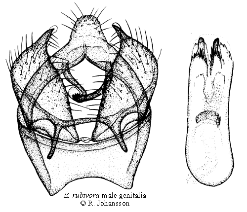 Stenbrsdvrgmal Ectoedemia rubivora