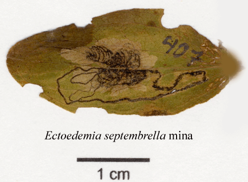 Johannes�rtsdv�rgmal Ectoedemia septembrella