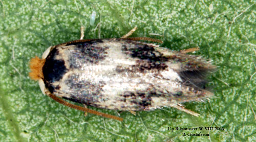 L�nnfruktsdv�rgmal Ectoedemia sericopeza