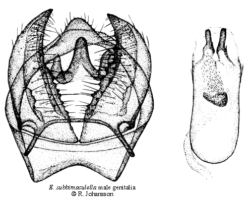 Brunkragad  ekdvrgmal Ectoedemia subbimaculella