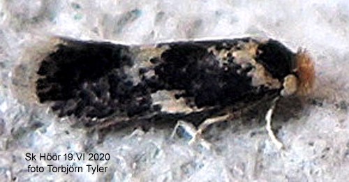Brunkragad  ekdvrgmal Ectoedemia subbimaculella